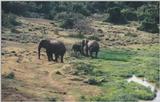 (P:\Africa\Elephant) Dn-a0297.jpg (1/1) (127 K)