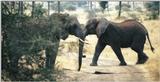 (P:\Africa\Elephant) Dn-a0298.jpg (1/1) (81 K)