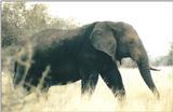 (P:\Africa\Elephant) Dn-a0299.jpg (1/1) (75 K)