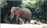 (P:\Africa\Elephant) Dn-a0300.jpg (1/1) (114 K)