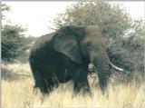 (P:\Africa\Elephant) Dn-a0301.jpg (1/1) (100 K)