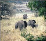 (P:\Africa\Elephant) Dn-a0302.jpg (1/1) (98 K)