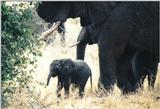 (P:\Africa\Elephant) Dn-a0303.jpg (1/1) (123 K)