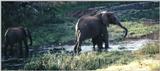 (P:\Africa\Elephant-Mud) Dn-a0304.jpg (1/1) (93 K)