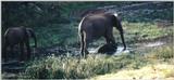 (P:\Africa\Elephant-Mud) Dn-a0305.jpg (1/1) (87 K)