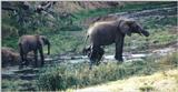 (P:\Africa\Elephant-Mud) Dn-a0306.jpg (1/1) (103 K)