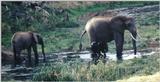 (P:\Africa\Elephant-Mud) Dn-a0307.jpg (1/1) (97 K)