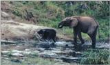 (P:\Africa\Elephant-Mud) Dn-a0308.jpg (1/1) (119 K)