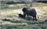 (P:\Africa\Elephant-Mud) Dn-a0309.jpg (1/1) (105 K)