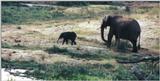 (P:\Africa\Elephant-Mud) Dn-a0310.jpg (1/1) (93 K)