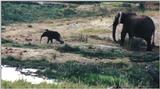 (P:\Africa\Elephant-Mud) Dn-a0311.jpg (1/1) (100 K)