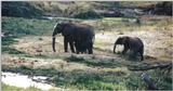 (P:\Africa\Elephant-Mud) Dn-a0313.jpg (1/1) (106 K)
