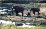 (P:\Africa\Elephant-Mud) Dn-a0315.jpg (1/1) (139 K)