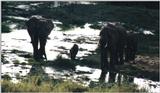 (P:\Africa\Elephant-Mud) Dn-a0317.jpg (1/1) (104 K)