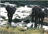 (P:\Africa\Elephant-Mud) Dn-a0318.jpg (1/1) (116 K)