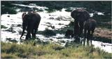 (P:\Africa\Elephant-Mud) Dn-a0320.jpg (1/1) (99 K)