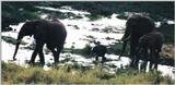 (P:\Africa\Elephant-Mud) Dn-a0321.jpg (1/1) (87 K)