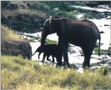 (P:\Africa\Elephant-Mud) Dn-a0322.jpg (1/1) (114 K)
