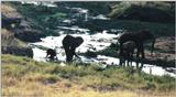 (P:\Africa\Elephant-Mud) Dn-a0323.jpg (1/1) (100 K)