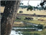 (P:\Africa\Elephant-Mud) Dn-a0325.jpg (1/1) (136 K)