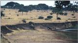 (P:\Africa\Elephant-Mud) Dn-a0326.jpg (1/1) (101 K)