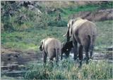 (P:\Africa\Elephant-Mud) Dn-a0328.jpg (1/1) (118 K)