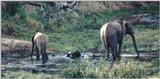 (P:\Africa\Elephant-Mud) Dn-a0329.jpg (1/1) (114 K)