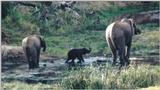 (P:\Africa\Elephant-Mud) Dn-a0330.jpg (1/1) (109 K)