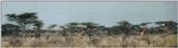 (P:\Africa\Giraffe) Dn-a0336.jpg (1/1) (40 K)