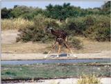 (P:\Africa\Giraffe) Dn-a0337.jpg (1/1) (141 K)