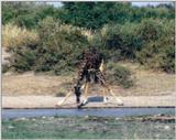(P:\Africa\Giraffe) Dn-a0338.jpg (1/1) (96 K)