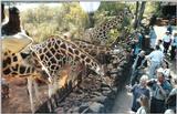 (P:\Africa\Giraffe) Dn-a0339.jpg (1/1) (138 K)