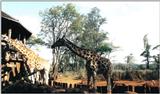 (P:\Africa\Giraffe) Dn-a0341.jpg (1/1) (118 K)
