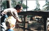 (P:\Africa\Giraffe) Dn-a0343.jpg (1/1) (115 K)