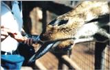 (P:\Africa\Giraffe) Dn-a0346.jpg (1/1) (87 K)