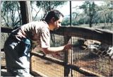 (P:\Africa\Giraffe) Dn-a0348.jpg (1/1) (138 K)