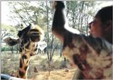(P:\Africa\Giraffe) Dn-a0350.jpg (1/1) (129 K)