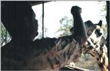 (P:\Africa\Giraffe) Dn-a0354.jpg (1/1) (73 K)