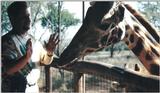 (P:\Africa\Giraffe) Dn-a0356.jpg (1/1) (88 K)