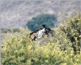 (P:\Africa\Giraffe) Dn-a0359.jpg (1/1) (108 K)