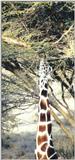 (P:\Africa\Giraffe) Dn-a0362.jpg (1/1) (75 K)