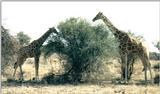 (P:\Africa\Giraffe) Dn-a0369.jpg (1/1) (121 K)