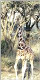 (P:AfricaGiraffe) Dn-a0371.jpg