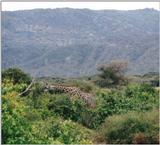 (P:\Africa\Giraffe) Dn-a0374.jpg (1/1) (99 K)