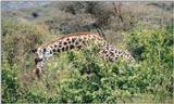 (P:\Africa\Giraffe) Dn-a0375.jpg (1/1) (122 K)