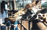 (P:AfricaGiraffe) Dn-a0379.jpg