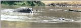 (P:\Africa\Hippo) Dn-a0385.jpg (1/1) (50 K)