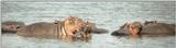 (P:\Africa\Hippo) Dn-a0386.jpg (1/1) (41 K)