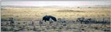 (P:\Africa\Hippo) Dn-a0387.jpg (1/1) (53 K)