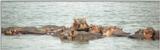 (P:\Africa\Hippo) Dn-a0389.jpg (1/1) (45 K)